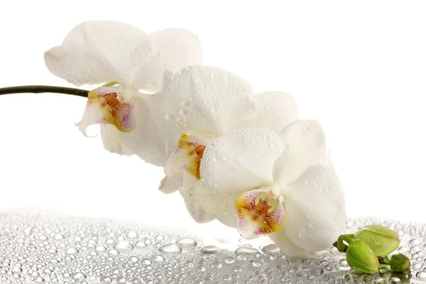 Orquídea bonita branca com gotas — Fotografia de Stock