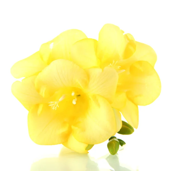 Gul freesia blomma, isolerad på vit — Stockfoto