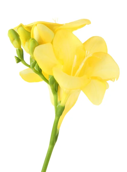 Flor de freesia amarilla, aislada en blanco — Foto de Stock