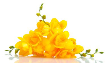 güzel sarı Frezya üzerinde beyaz izole