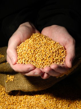 tahıl, siyah zemin üzerine adam elleriyle