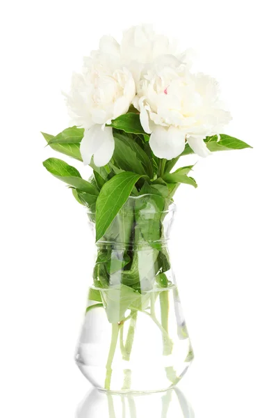 Gyönyörű fehér pünkösdi rózsa az íj elszigetelt fehér üveg váza — Stock Fotó