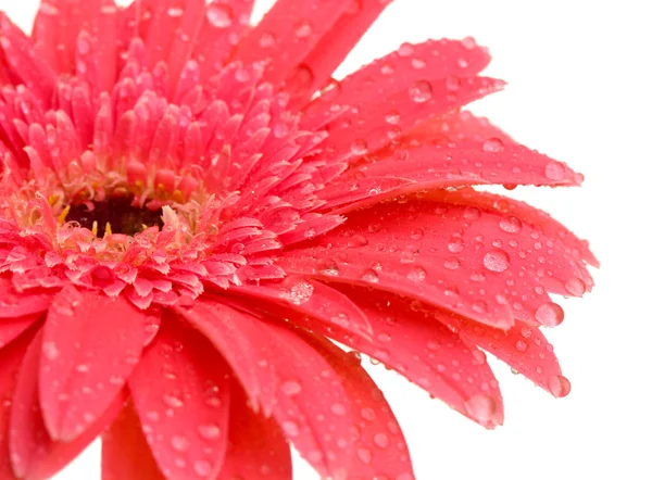 güzel gerbera çiçek üzerinde beyaz izole