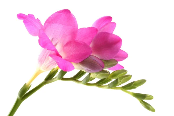Hermosa flor de freesia, aislada en blanco —  Fotos de Stock