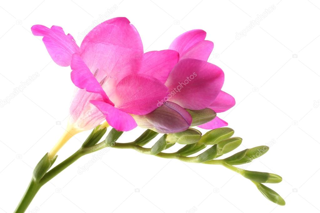 Piękne frezja kwiat na białym tle — Zdjęcie stockowe © belchonock #20046783