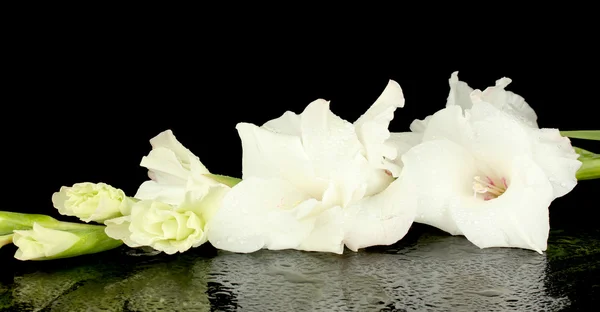 Ramo de gladiolus branco no fundo preto close-up — Fotografia de Stock