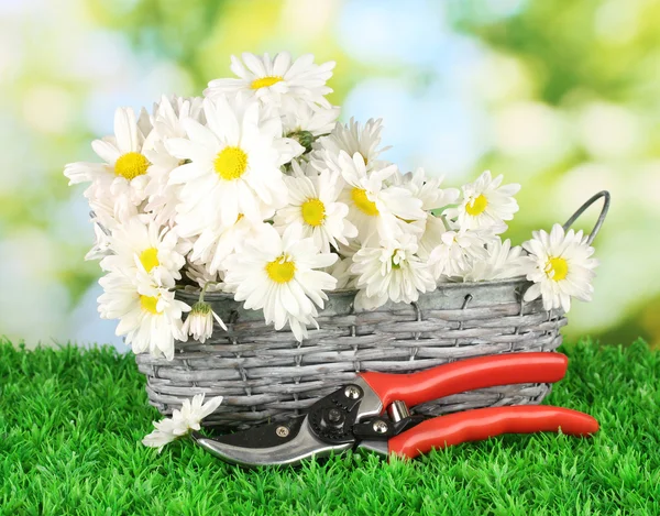 Madeliefjes in rieten mand op gras op heldere achtergrond — Stockfoto