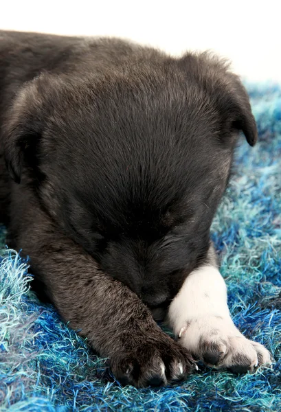 Lindo cachorro durmiendo en la alfombra aislada en blanco — Foto de Stock