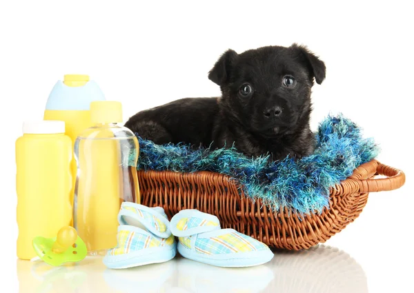 Cute puppy in basket isolated on white — Stock Photo, Image