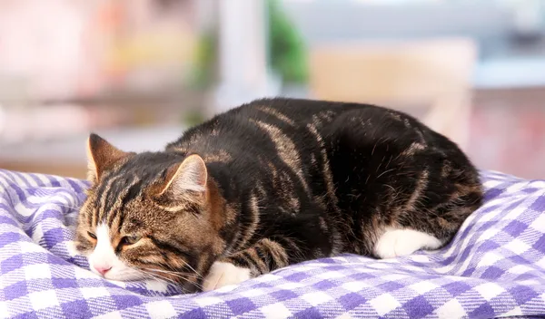 Cat on plaid in room — Stock Photo, Image