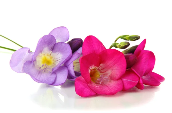 Ramo de flores de freesias, aislado en blanco — Foto de Stock