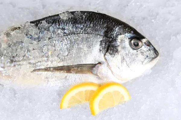 Dorado balığı buz üstünde