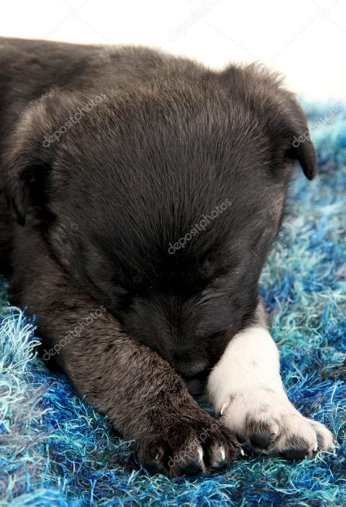 Cute puppy sleeping on rug isolated on white