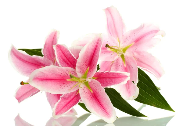 Beautiful pink lily, isolated on white — Stock Photo, Image