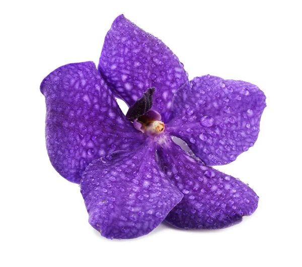 Purple orchid flower, isolated on white — Stock Photo, Image