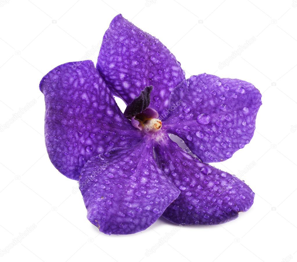 Purple orchid flower, isolated on white