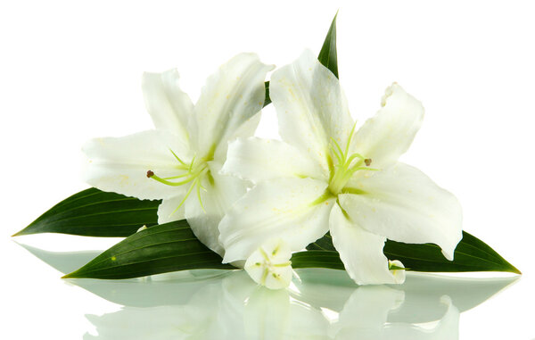 Одинокий, одинокий на белом
