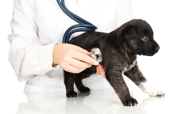 Vet checking the heart rate of puppy isolated on white — Stock Photo, Image