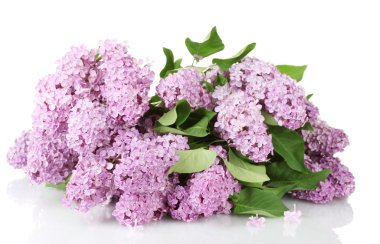 Eflatun çiçekler üzerinde beyaz izole çok güzel