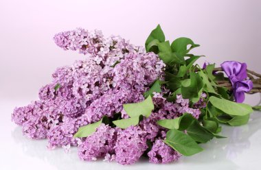 Mor zemin üzerine Eflatun çiçekler çok güzel