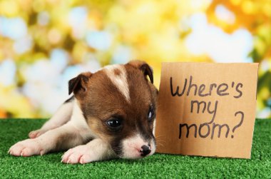 terkedilmiş köpek yavrusu ev doğal backgraund üzerinde yeşil çimenlerin üzerinde aranıyor.