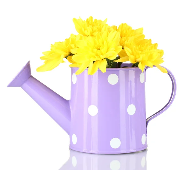 Colorful chrysanthemums in violet watering can with white polka dot isolated on white — Stock Photo, Image