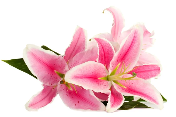 美丽的粉红百合花，与白色隔离 — 图库照片