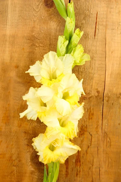 Ramo de gladiolus amarelo no fundo de madeira close-up — Fotografia de Stock