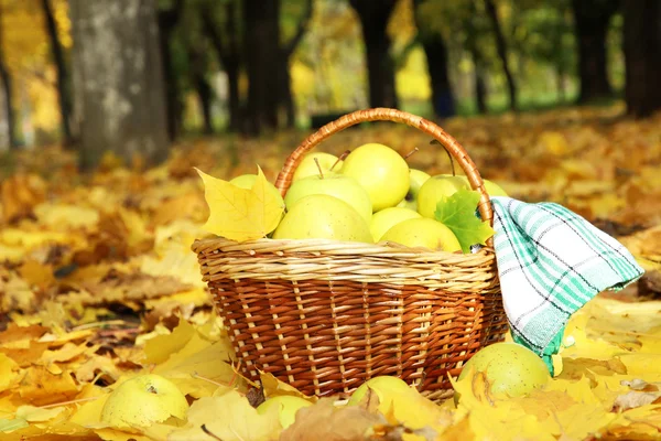 Cesta de manzanas frescas maduras en el jardín en hojas de otoño — Foto de Stock