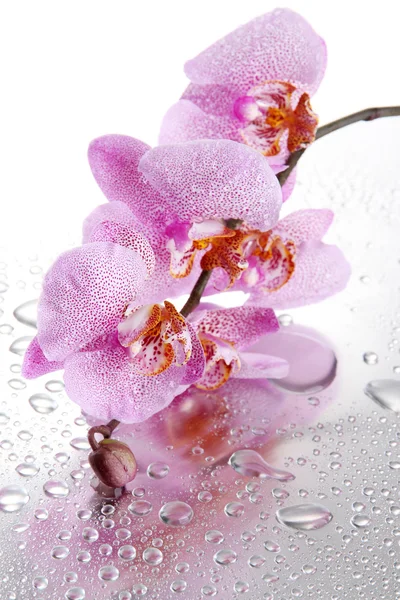 Розовые красивые орхидеи с каплями — стоковое фото