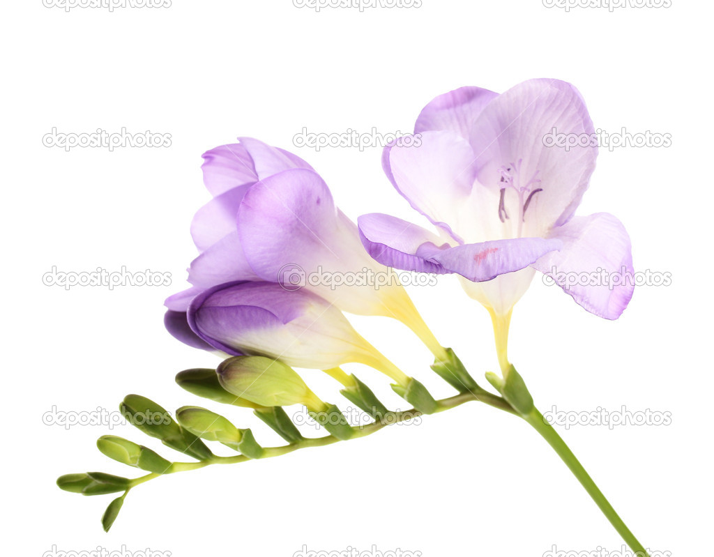 紫フリージアの花 白で隔離されます ストック写真 C Belchonock