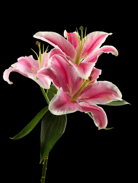 Beautiful pink lily, on black background — Stock Photo, Image