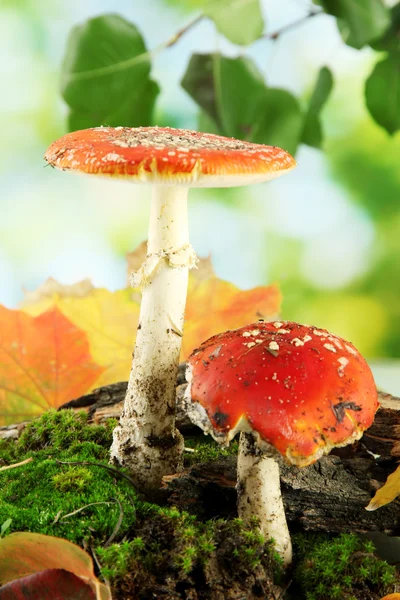 Red amanitas with moss, on green background — Stock Photo, Image