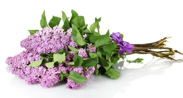 Belles fleurs lilas isolées sur blanc — Photo