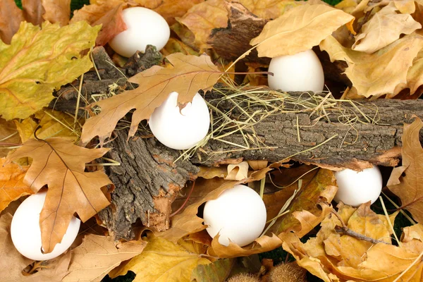 Easter eggs hidden in leaves — Stock fotografie