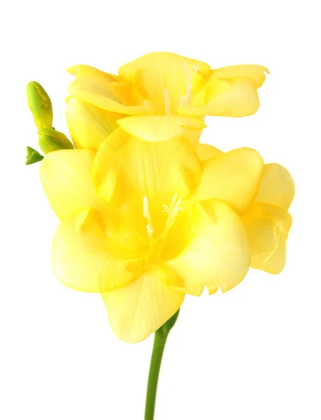 Gelbe Freesia-Blume, isoliert auf weiß — Stockfoto