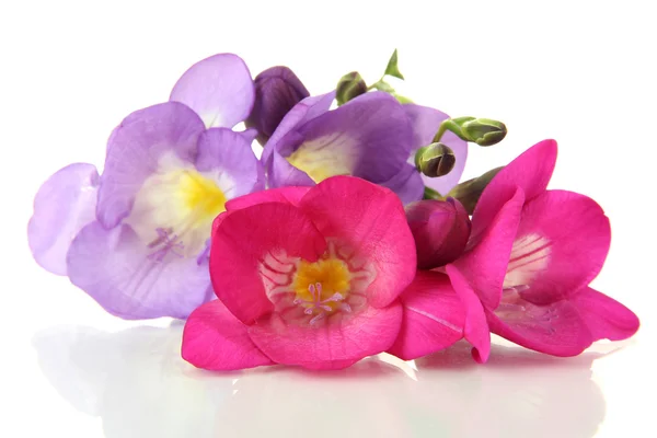 Buquê de flor freesias, isolado em branco — Fotografia de Stock