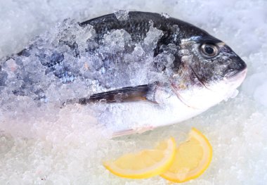 Dorado balığı buz üstünde