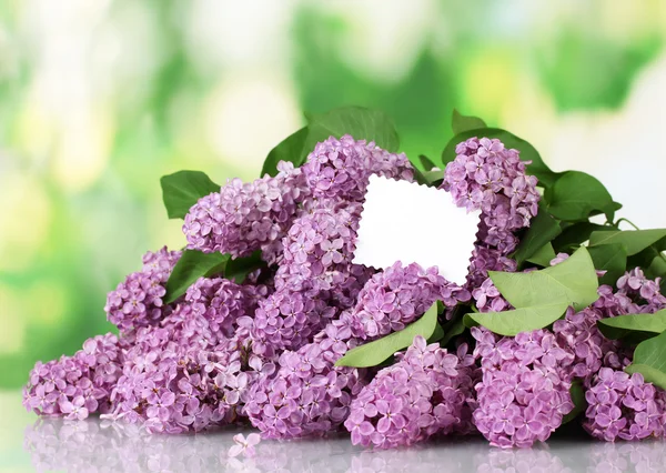 Beautiful lilac flowers on green background — Stock Photo, Image