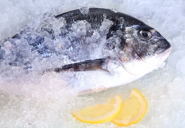 Dorado pescado sobre hielo — Foto de Stock