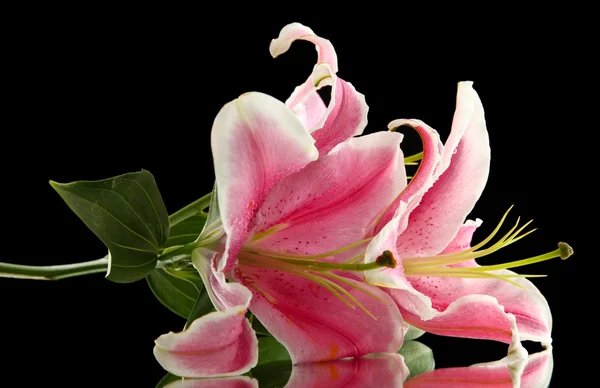 Hermoso lirio rosa, sobre fondo negro — Foto de Stock