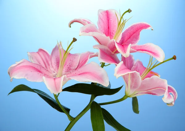 Hermoso lirio rosa, sobre fondo azul —  Fotos de Stock