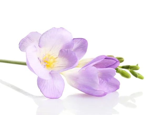 Beyaz izole mor Frezya çiçeği — Stok fotoğraf