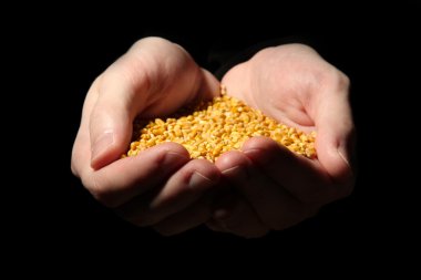 tahıl, siyah zemin üzerine adam elleriyle