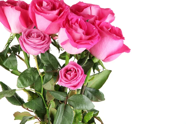 Vacker rosa rosor närbild isolerad på vit — Stockfoto