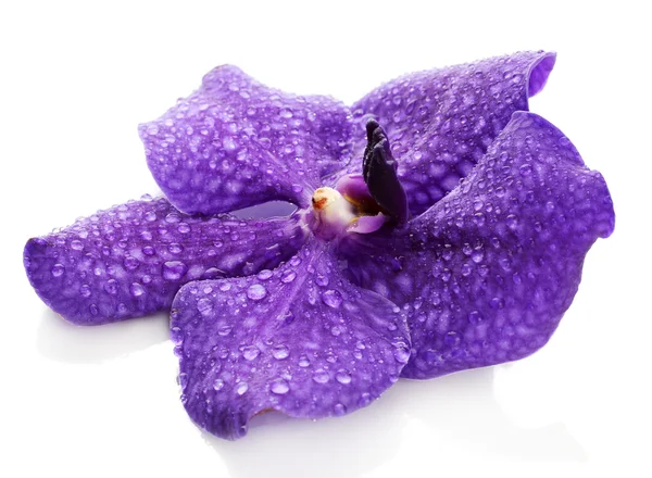 Flor de orquídea púrpura, aislada en blanco — Foto de Stock