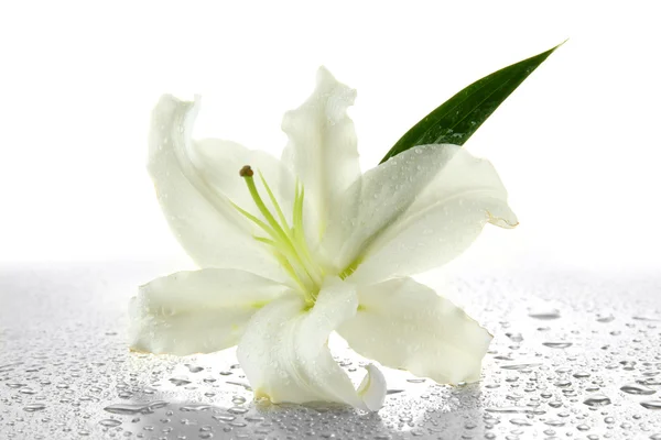 Vackra lily, isolerad på vit — Stockfoto