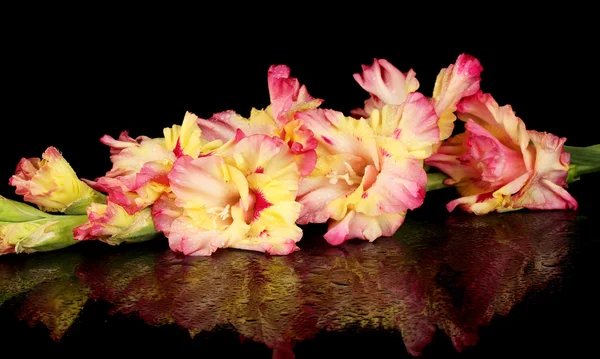 Branch of yellow-pink gladiolus on black background close-up — Stock Photo, Image