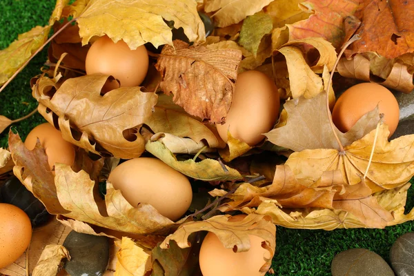 Húsvéti tojást rejtett az levelek — Stock Fotó