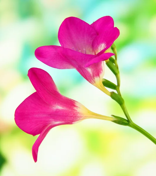 Pink freesia flower, on green background — Stock Photo, Image